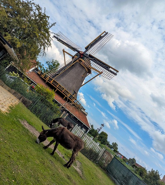 Amsterdam has many of these children's farms, and they are green and pleasant places.