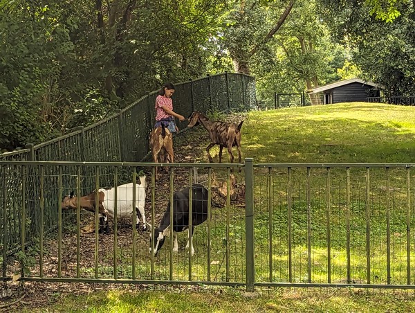 Amsterdam has many of these children's farms, and they are green and pleasant places.