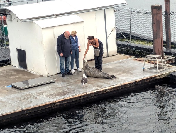 This couple was meeting a seal close up.  The seagull was not going to let the chance of easy fish supper slip by.