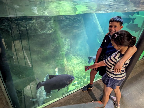 It's an aquarium at the bottom ....