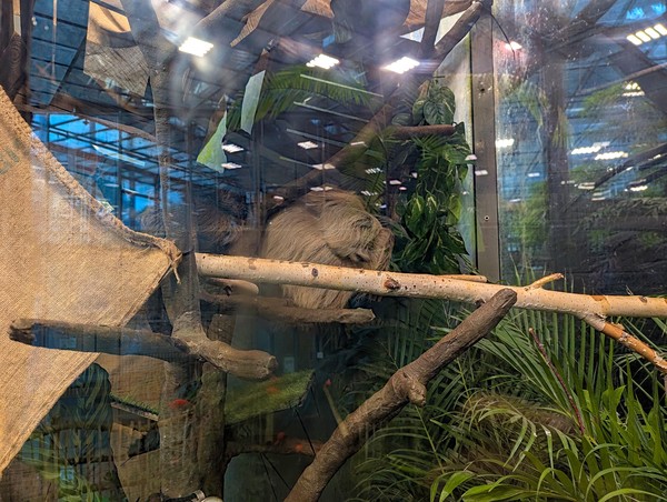 Couldn't stop taking pictures of this adorable sloth!