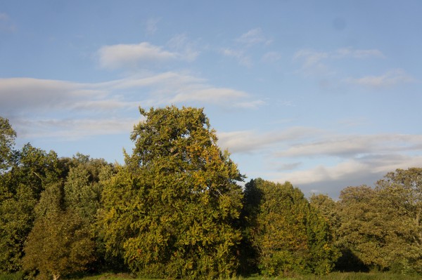 SONY DSC