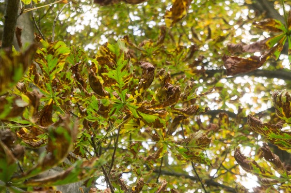 SONY DSC