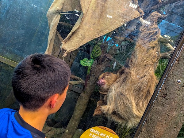 Couldn't stop taking pictures of this adorable sloth!